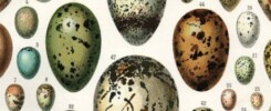 bird eggs closeup