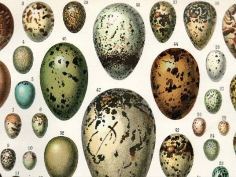 bird eggs closeup